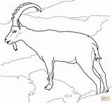 Goat Coloring Pages Ibex Nubian Alpine Goats Drawing Boer Ausmalen Meerkat Mountain Steinbock Zum Ausmalbilder Bilder Alpen Wild Malvorlagen Supercoloring sketch template
