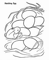 Coloring4free Chicken Coloring Pages Hatching Eggs Related Posts sketch template