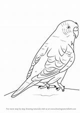 Budgie Drawing Draw Budgerigar Step Drawings Bird Birds Coloring Aka Learn Pages Tutorials Parrot Drawingtutorials101 Animal Animals Paintingvalley sketch template