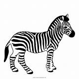 Cebra Cebras Ultracoloringpages Foal Wildlife Stampare sketch template