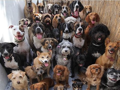 por  existen las razas de perros  cuantas razas hay en el mundo dog dog