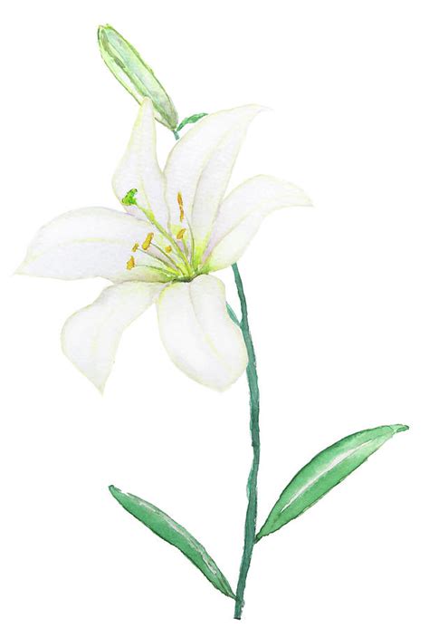 white lily painting  color color fine art america