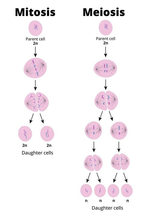 diferencia entre mitosis  meiosis tipos de division celular  producen celulas diploides