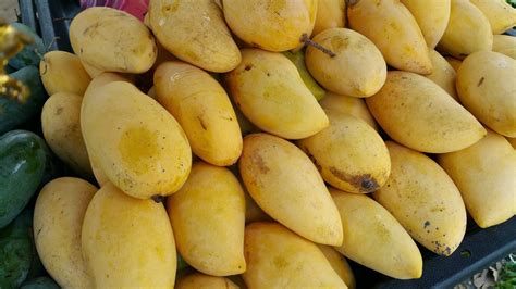 xing fu  varieties  mangoes