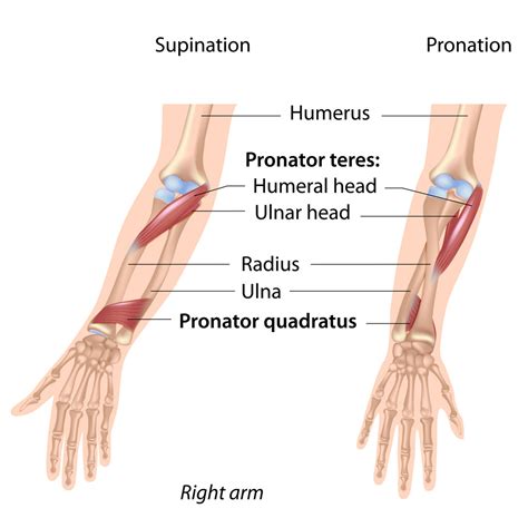 pronators muscles  forearm