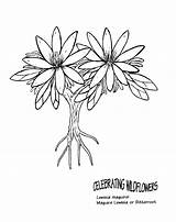 Bitterroot Clipart Coloring Cliparts Library sketch template