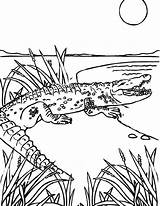 Coloring Pages Alligator Crocodile Printable Kids Gators Florida Sea Animal Reptiles Monster Sheets Monsters Color Louisiana Print Logo Crocodiles Gator sketch template