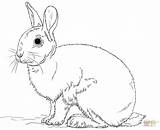 Bunny Coloring Pages Lop Mini sketch template