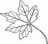 Leaf Daun Ahorn Hitam Putih Pixabay Automne Saison Blatt Nature Clker Pepaya Vektor Pembuluh Tunggal Coloriages Venen Nerven sketch template