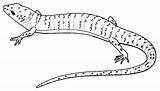 Anole Lizard sketch template