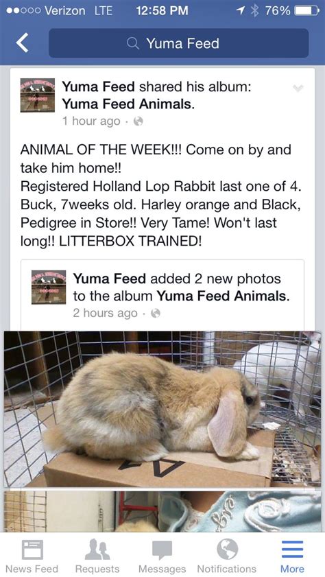 bun left   yuma feed  interested rabbit care rabbit