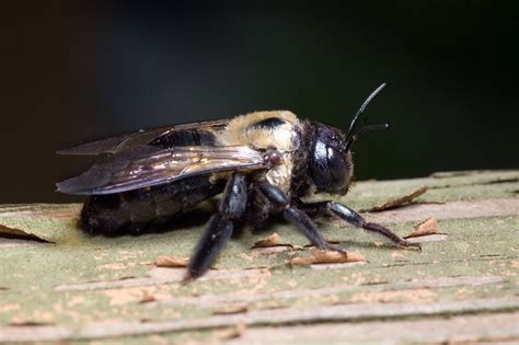 bees  dont sting  plenty  damage    carpenter bees knockout pest control