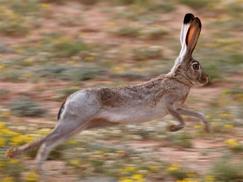 Hare Wild Life Planet