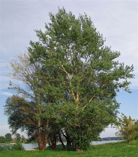 zwarte populier populus nigra