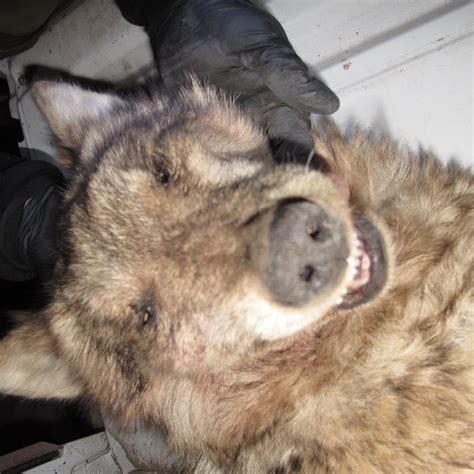tragic story   death  mexican wolf    hands  usda wildlife services