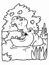 Nijlpaard Kleurplaten Knutselpagina Nilpferd Wasser Kleurplaat Kleuters Hippo Preschool Knutselen Afkomstig Kleurboek 1390 Basteln Wilde Ausgezeichnet Downloaden Uitprinten sketch template