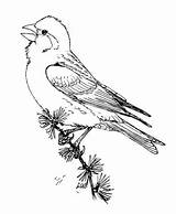 Finch Ausmalbilder Ausmalbild Vogel Supercoloring Spatz Zweig Malvorlage Ausdrucken sketch template