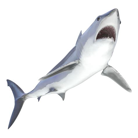 max shortfin mako shark rigged