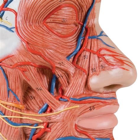 head wmusculature musculature human anatomy biology