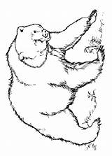 Colorare Orsi Disegni Orso Bear Disegnare Pianetabambini sketch template