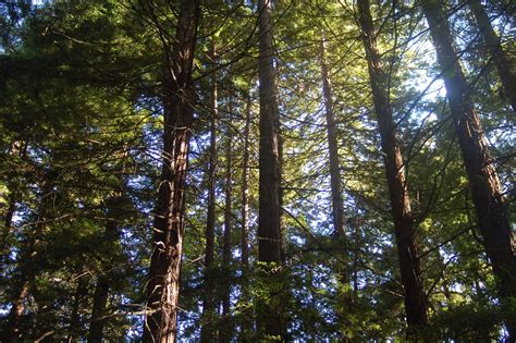 forest  nisene marks state park thatsmypark