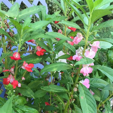 grow balsam flower wellness gardens