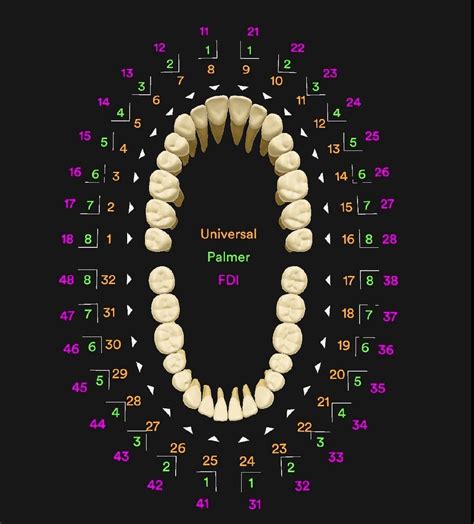 tooth numbering systems  dentistry news dentagama