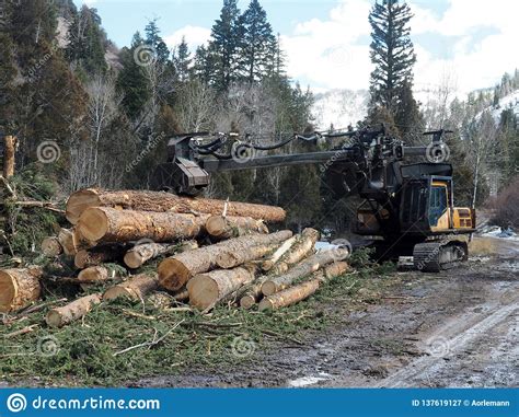 forestry  logging site stock image image  logging