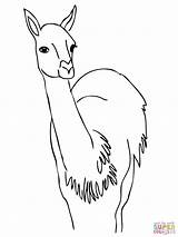 Guanaco Coloring America South Curious Capybara Printable Pages Clipart Realistic Getcolorings Color Unbelievable Library Categories Comments sketch template