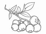Blueberry Coloring Pages Blueberries Clipart Branch Drawing Sketch Printable Berries Print Bush Fruits Fruit Outline Clip Supercoloring Line Kids Colouring sketch template