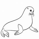 Seal Seals Harp Drawing Navy Coloring Line Baby Pages Getdrawings sketch template