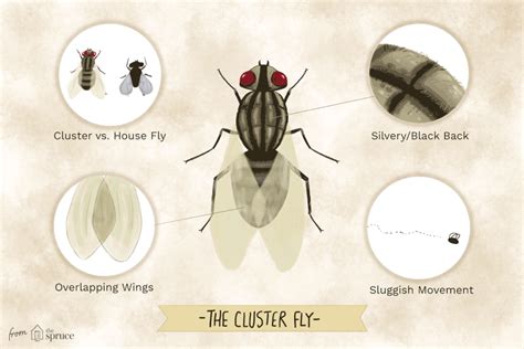 rid  cluster flies