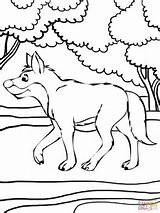 Dingo Coloring Forest Pages Drawing Printable Clipart Supercoloring 93kb 480px sketch template