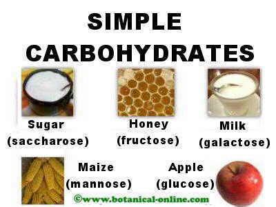 simple carbohydrates characteristics botanical