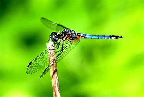 dragonfly  biggest animals kingdom