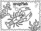 Crayfish Puzzles sketch template