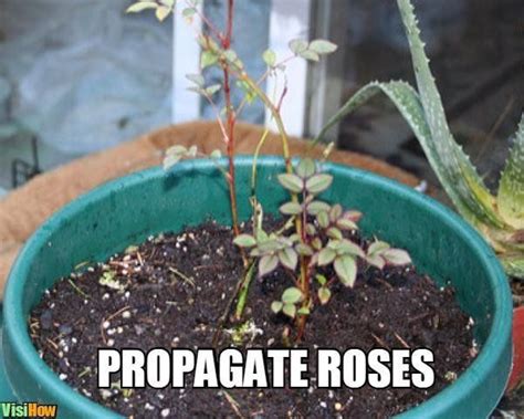 propagate roses  organic materials  root hormone
