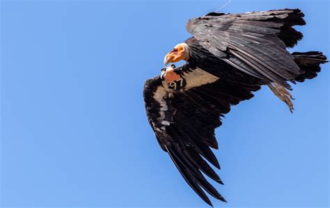 el mitico condor de california volvera  volar despues de  siglo de