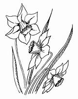 Daffodil Daffodils sketch template