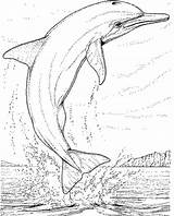 Dolfijn Dolfijnen Kleurplaten sketch template