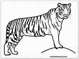 Harimau Mewarnai Singa Binatang Realistic Kartun Hewan Kolase Pensil Melayu Kampung Warnai Negeri Mewarnaigambar Web Lucu Lembar Daun Via sketch template