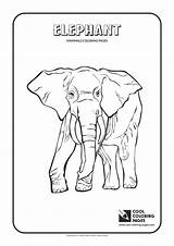 Coloring Pages Mammals Elephant Cool Dormouse Color Kids Printable Getcolorings Animals Tuatara Animal sketch template