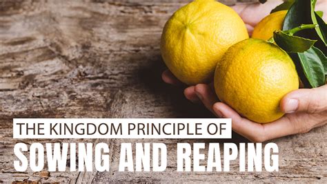 kingdom principle  sowing  reaping  personal growth resources