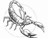 Scorpion Astrologie Escorpion Ausmalen Scorpio Skorpion Zodiacali Segni Coloriage Krebs Coloriages Malvorlagen Escorpiones Zodiaco Colorare Tatouage Signos Erwachsene Coloreando Adulti sketch template