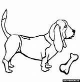 Hound Coloring Basset Dogs Pages Thecolor Color Dog Getdrawings Drawing Visit sketch template