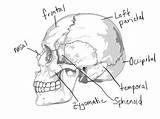 Coloring Anatomy Pages Skull System Skeletal Skeleton Bones Muscular Human Drawing Bone Diagram Printable Getdrawings Rocks Blank Getcolorings Thingkid Imagixs sketch template