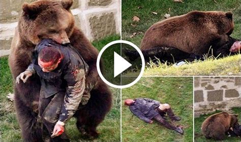 pin by world news on miracle grizzly man bear bear attack