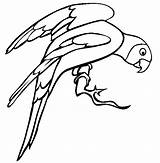 Periquito Abertas Asas Colorir Parakeet Periquitos Colouring Thecolor Tudodesenhos Budgie sketch template
