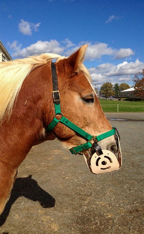 horse muzzles holistichorsecom