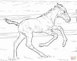 Foal Poulain Pferde Mit Bucking Fohlen Supercoloring Ausmalen Coloriages Ausmalbild Malvorlagen Meilleur Souris Trois sketch template